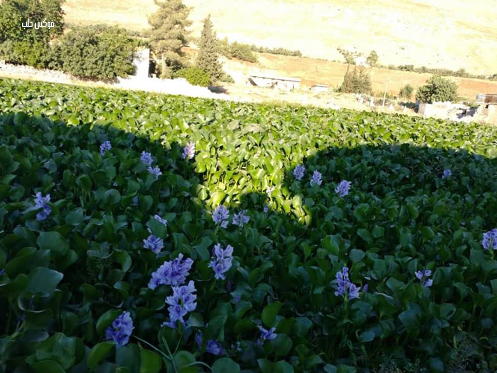 جهود متواصلة لمكافحة زهرة النيل في محافظة حماة