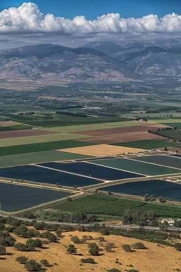 الغاب 2035"... رؤية لمستقبل زراعي ذكي يعيد بناء "سلة غذاء سوريا"